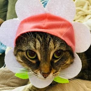 Meet your Posher, Tomomi